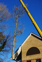 The Tree Being Lifted out of harms Way